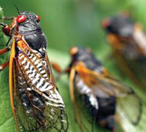 Cicada Mania three cicadas