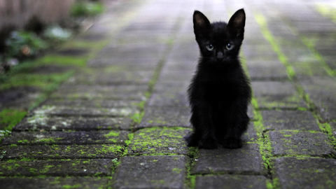 Feral Cats on Hilton Head. a black kitten