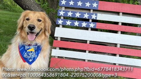 Get Ready for the 4th of July. golden retriever sitting next to a wooden american flag.jpg
