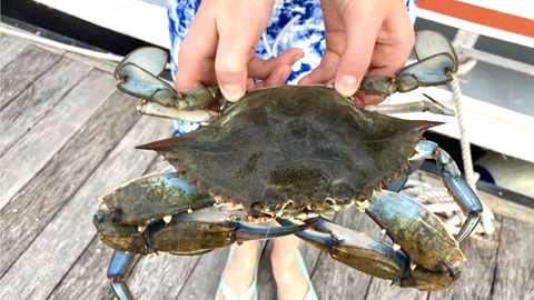 Hilton Head Crabbing. a crab
