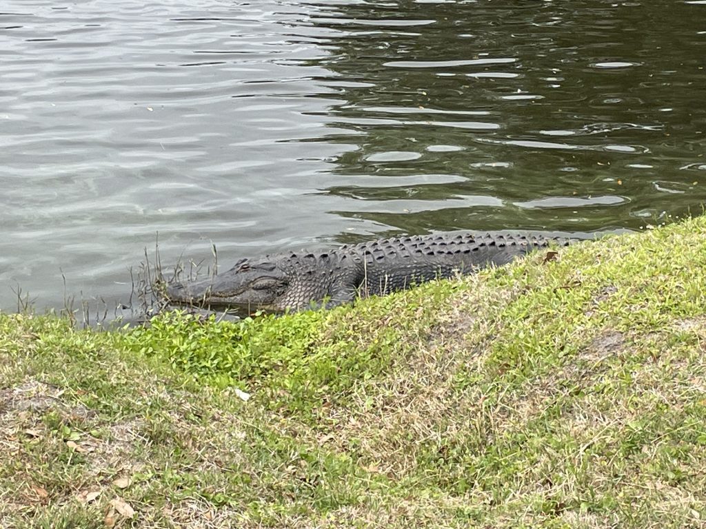 The Waterways of Hilton Head