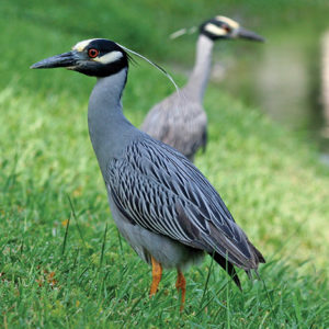Yellow Crowned Night Herons