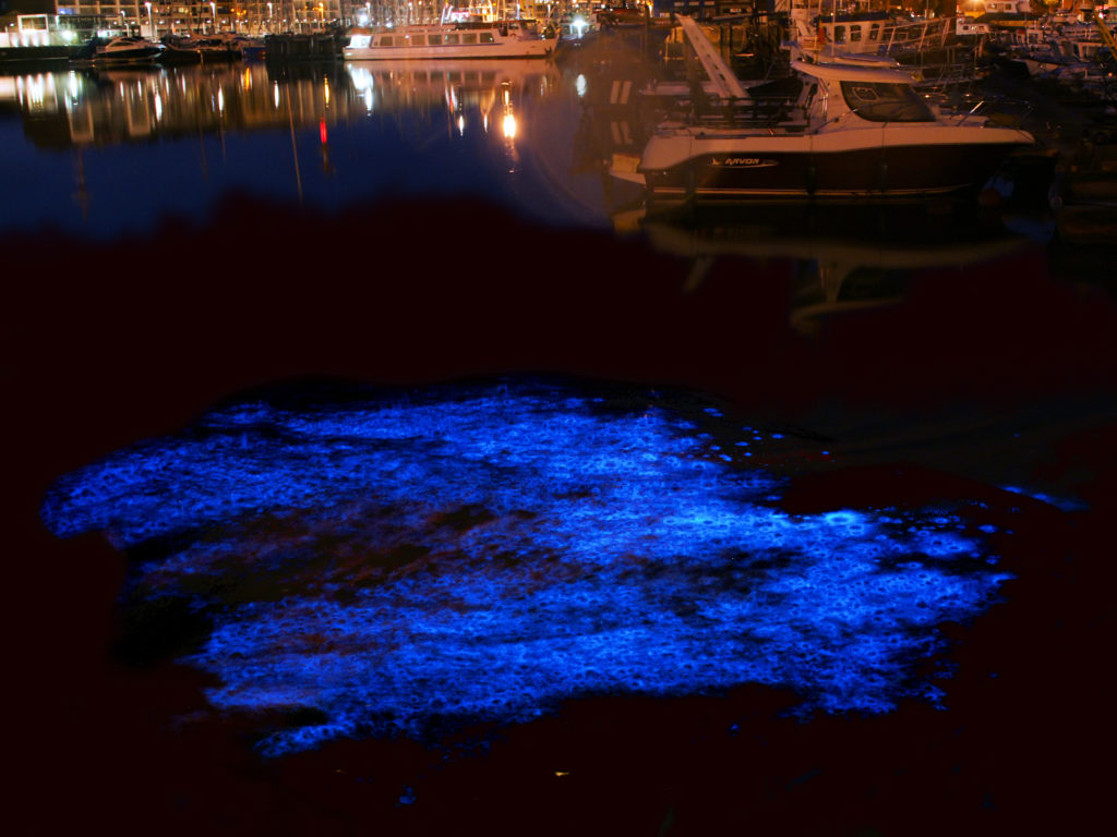 Dinoflagellates Light Up Waters blue light in water