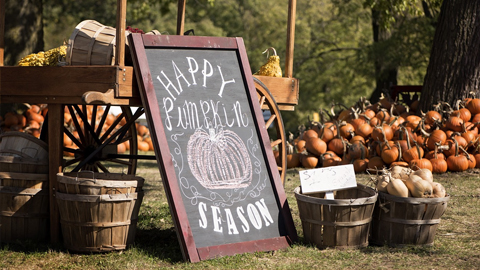 Pumpkin Patches Near Hilton Head. a Pumpkin Patch