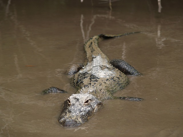 Alligator emerging from mud