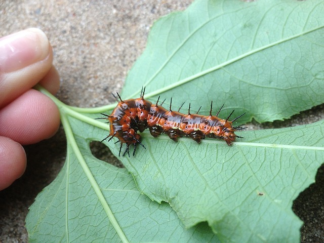Gulf Fritillary Butterflies