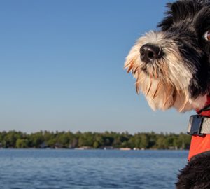 Boating with Your Dog