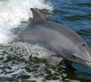 Dolphin Feeding bottlenose dolphin in the wild