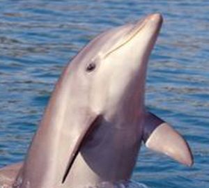 dolphin nature tour