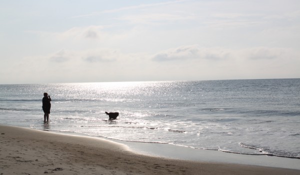 Dog Friendly beach on Hilton Head Island