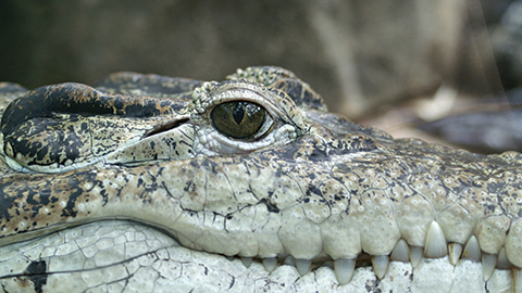 Hilton Head Wildlife alligator