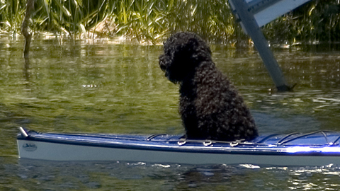kayaking with pup