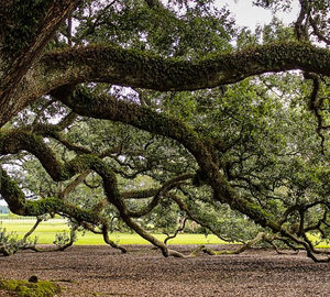 live oak