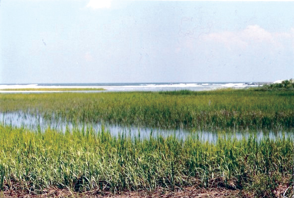 marshgrass ecosystem