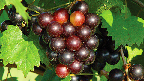 Muscadine Grape Vines. red grapes