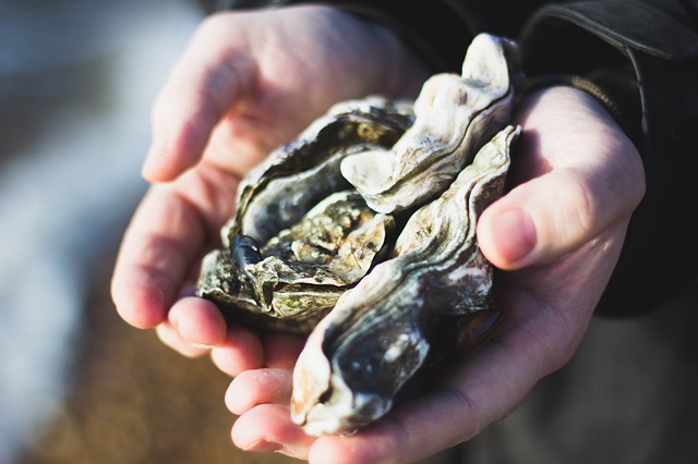 oyster shell recycling