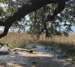 Visit the Pinckney Island. tree branch over hanging sand and marsh