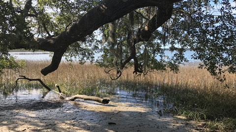 Visit the Pinckney Island. tree branch over hanging sand and marsh