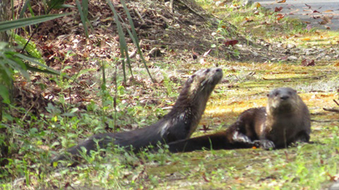 Romping River Otters. river otters