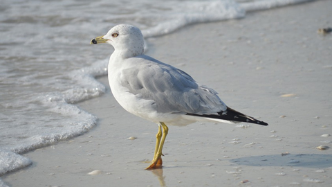Life As A “Snowbird” on Hilton Head Island: Why Winter Feels Just Right. a seagull on a beach