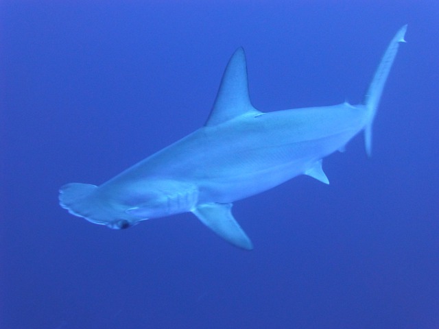 Chip Michalove Lands Another hammerhead shark