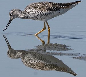 Shorebird Watching on Hilton. shorebird with yellow legs in water with mirrored reflection