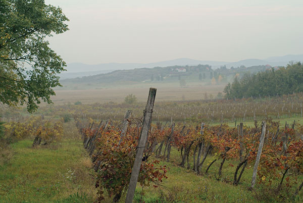 slovenia vinyard