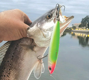 Speckled Sea Trout. A hand holding a fish
